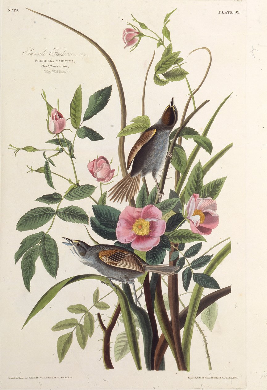 Havsfinken. Från The Birds of America, 1827-1838. av John James Audubon