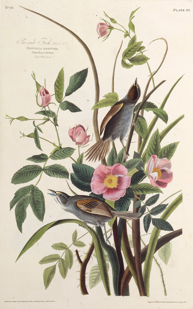 Havsfinken. Från The Birds of America, 1827-1838. av John James Audubon