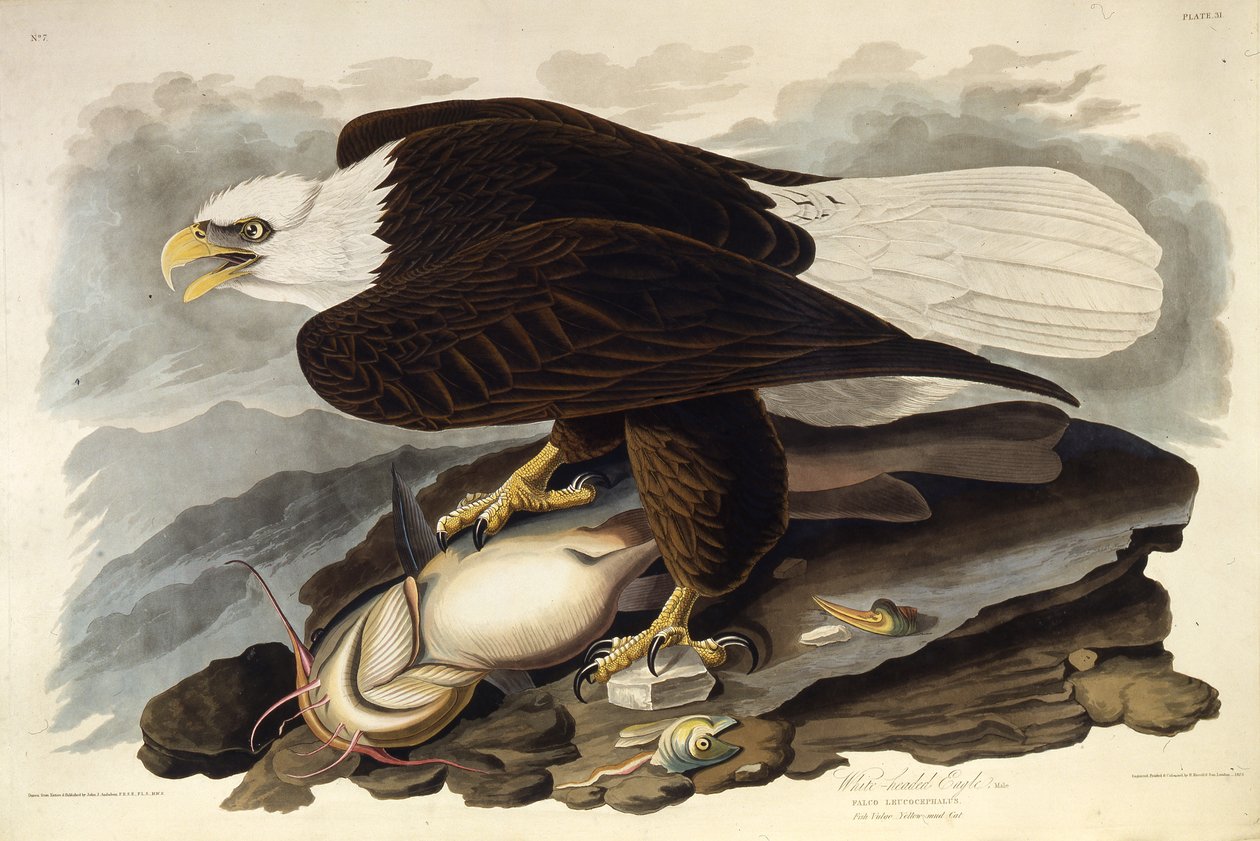 Den skalliga örnen. Från The Birds of America, 1827-1838. av John James Audubon