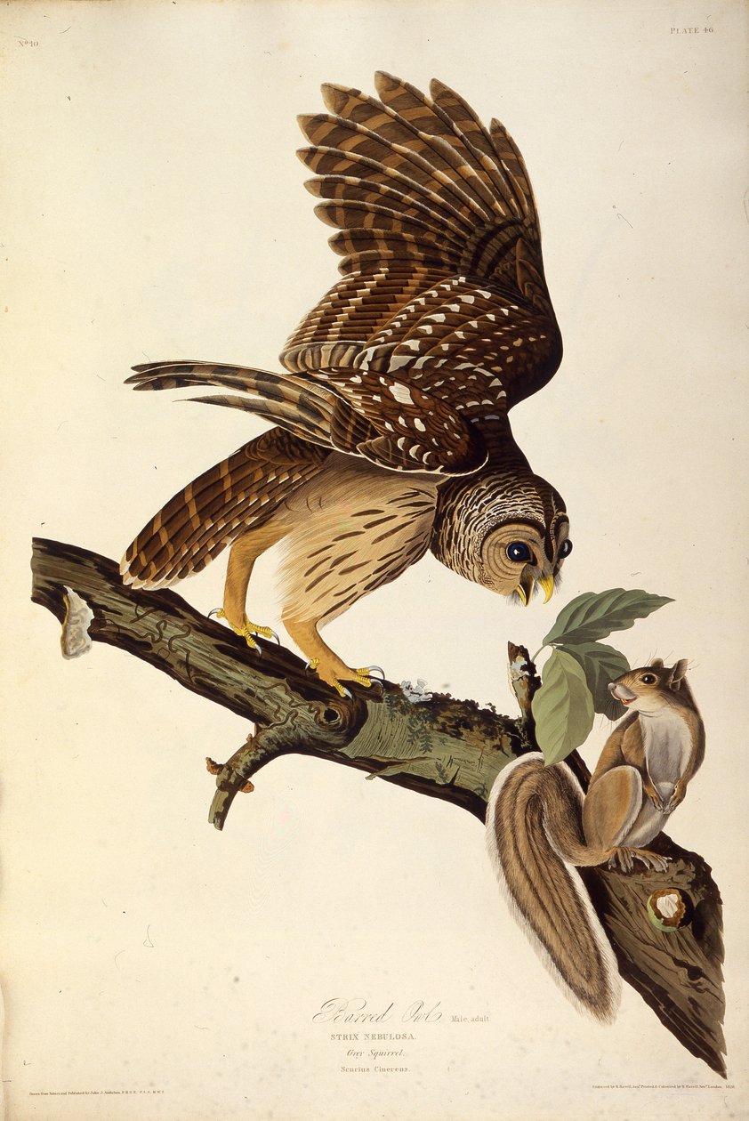 Den spärrade ugglan. Från The Birds of America, 1827-1838. av John James Audubon