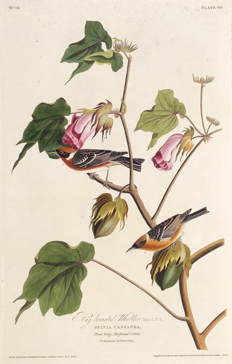 Vikbröstsångaren. Från The Birds of America, 1827-1838. av John James Audubon