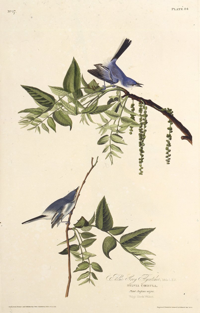 Den blågrå knottfångaren. Från The Birds of America, 1827-1838. av John James Audubon
