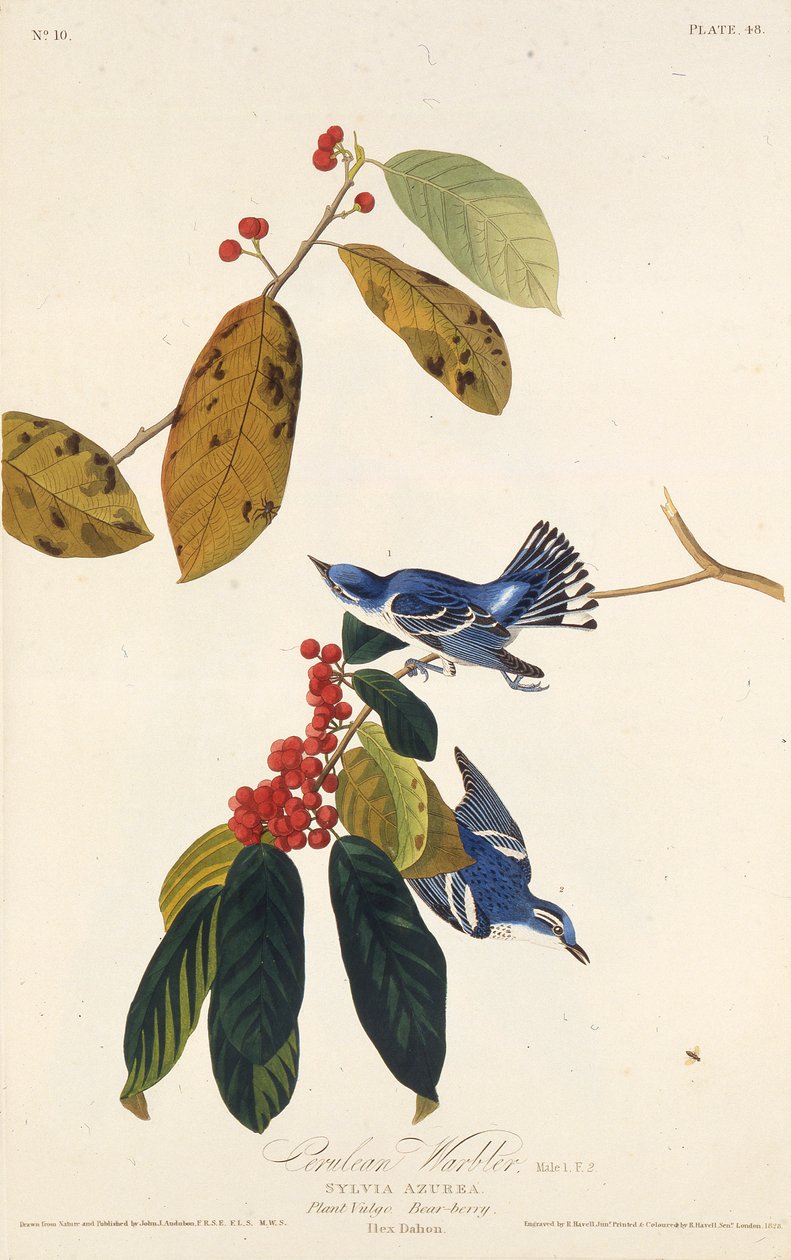 Den cerulean sångaren. Från The Birds of America, 1827-1838. av John James Audubon