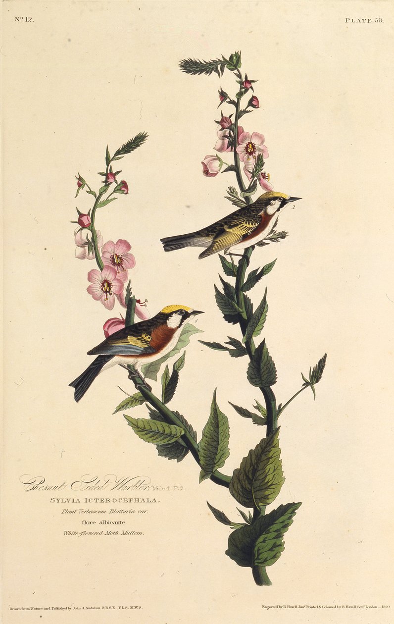 Den kastanjsidiga sångaren. Från The Birds of America, 1827-1838. av John James Audubon
