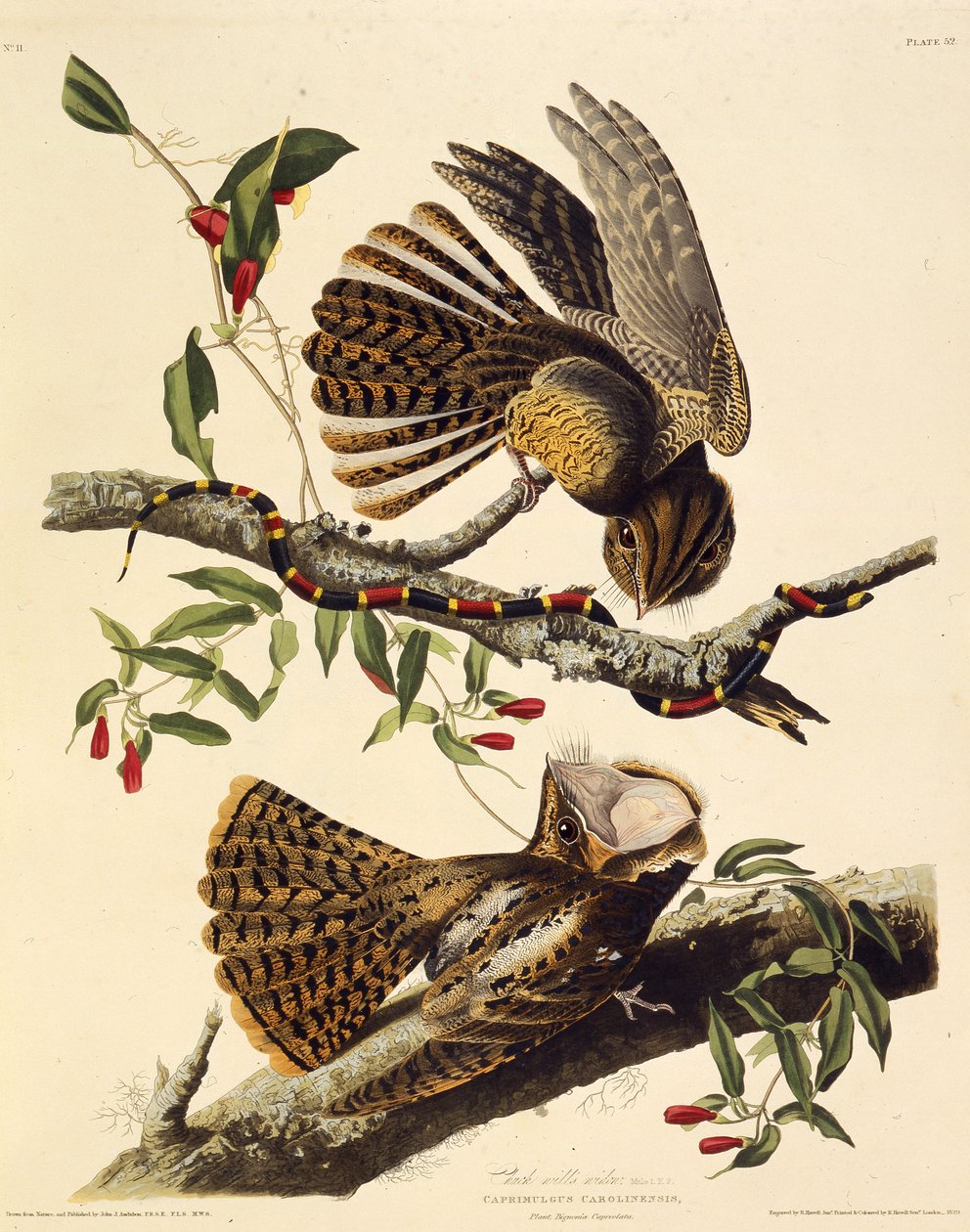 Chucken-viljar-änkan. Från The Birds of America, 1827-1838. av John James Audubon