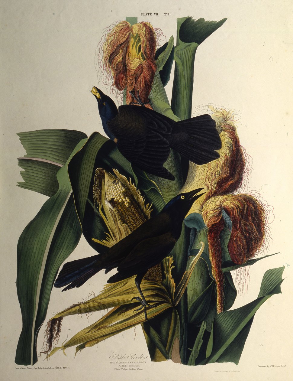 Det vanliga gracklet. Från The Birds of America, 1827-1838. av John James Audubon
