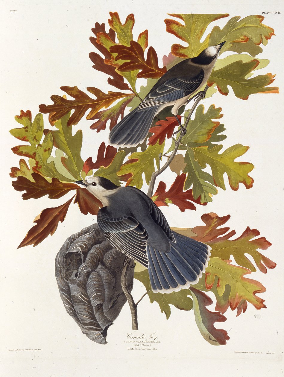 Den grå nötskrikan. Från The Birds of America, 1827-1838. av John James Audubon