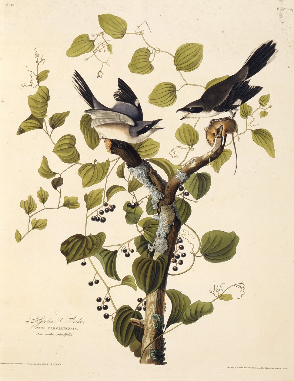 Snäckorn. Från The Birds of America, 1827-1838. av John James Audubon