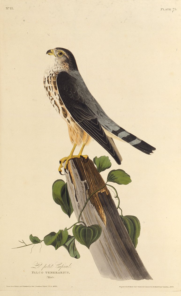 Merlinen. Från The Birds of America, 1827-1838. av John James Audubon