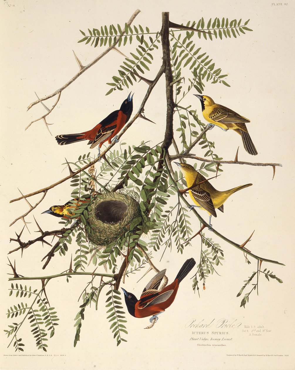Fruktträdgården. Från The Birds of America, 1827-1838. av John James Audubon