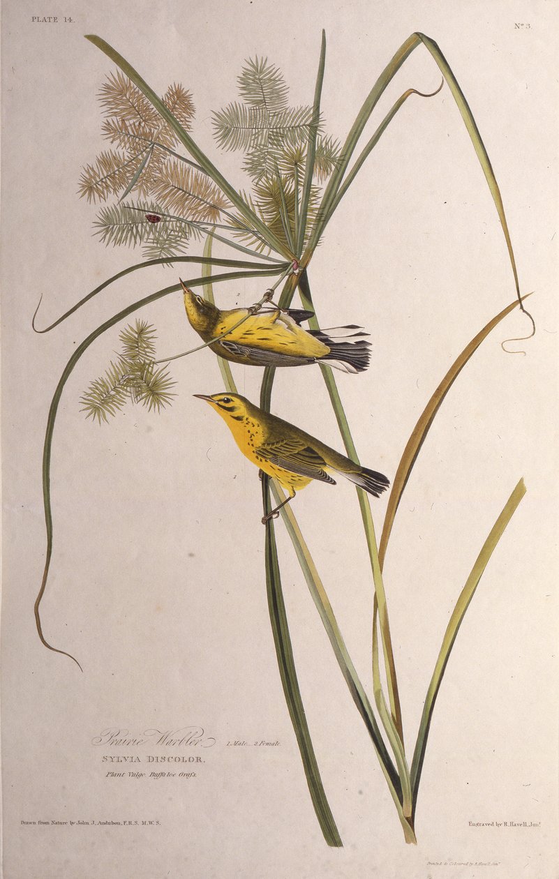 Präriesångaren. Från The Birds of America, 1827-1838. av John James Audubon