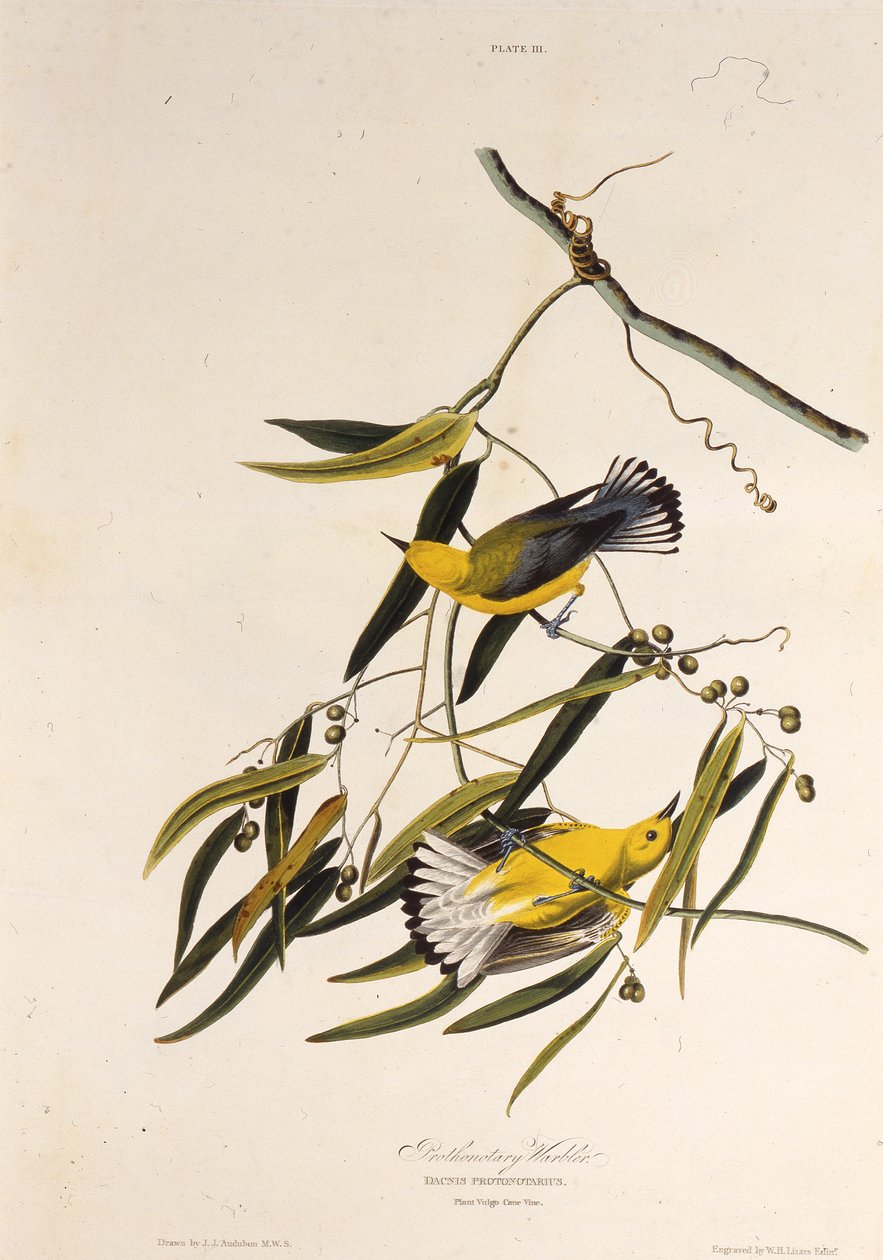 Den protonotära sångaren. Från The Birds of America, 1827-1838. av John James Audubon