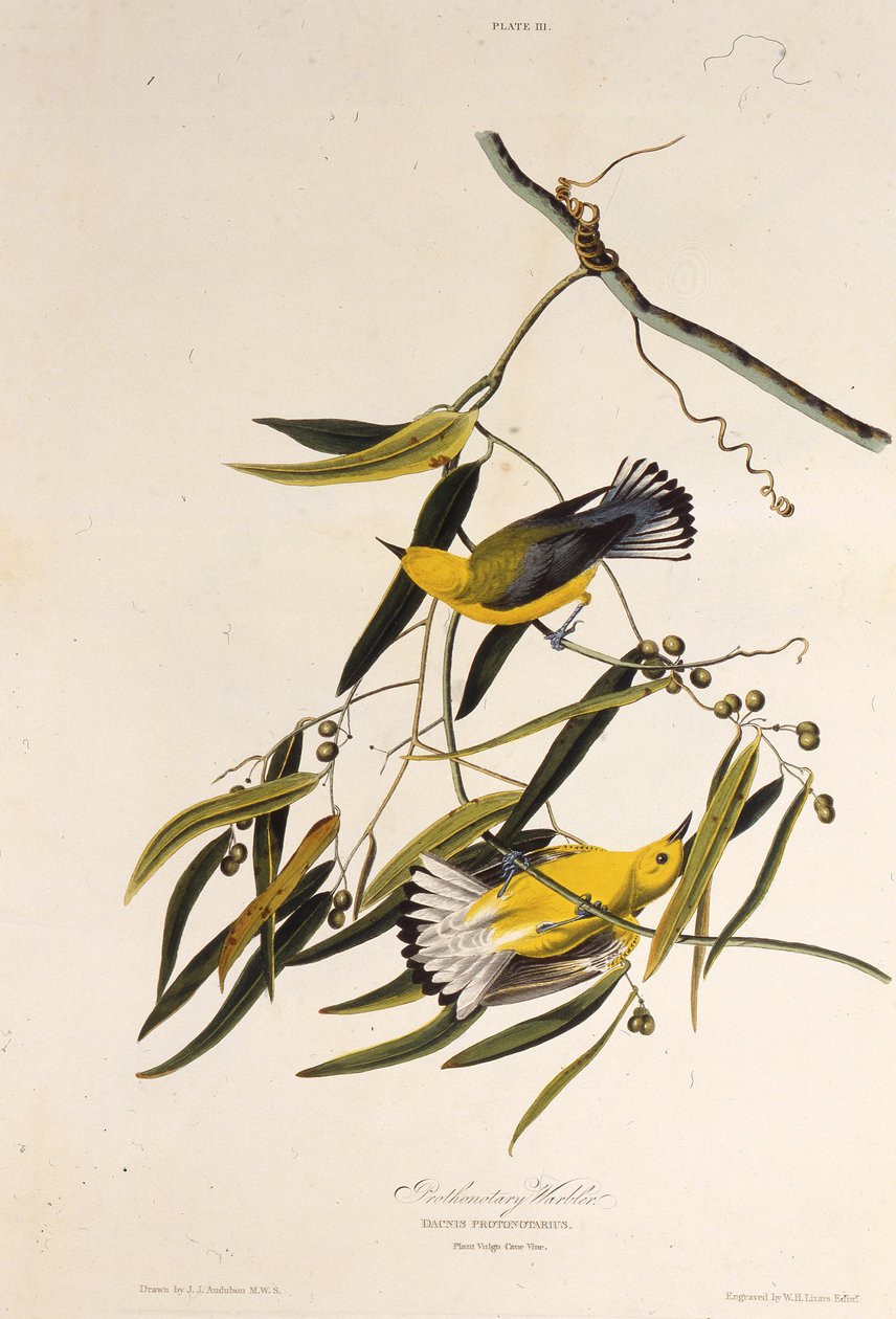 Den protonotära sångaren. Från The Birds of America, 1827-1838. av John James Audubon