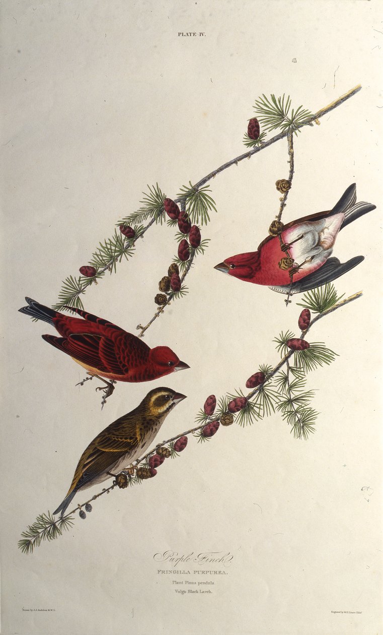 Lilafinken. Från The Birds of America, 1827-1838. av John James Audubon