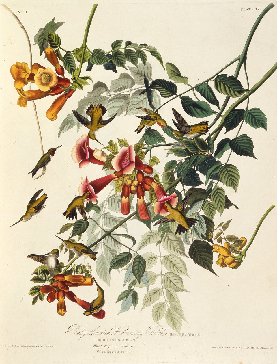 Den rubinstrupiga kolibrien. Från The Birds of America, 1827-1838. av John James Audubon