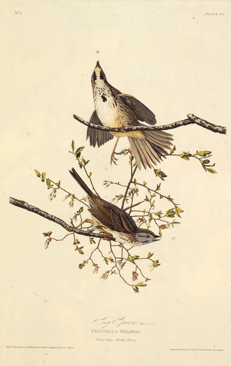 Låten sparv. Från The Birds of America, 1827-1838. av John James Audubon