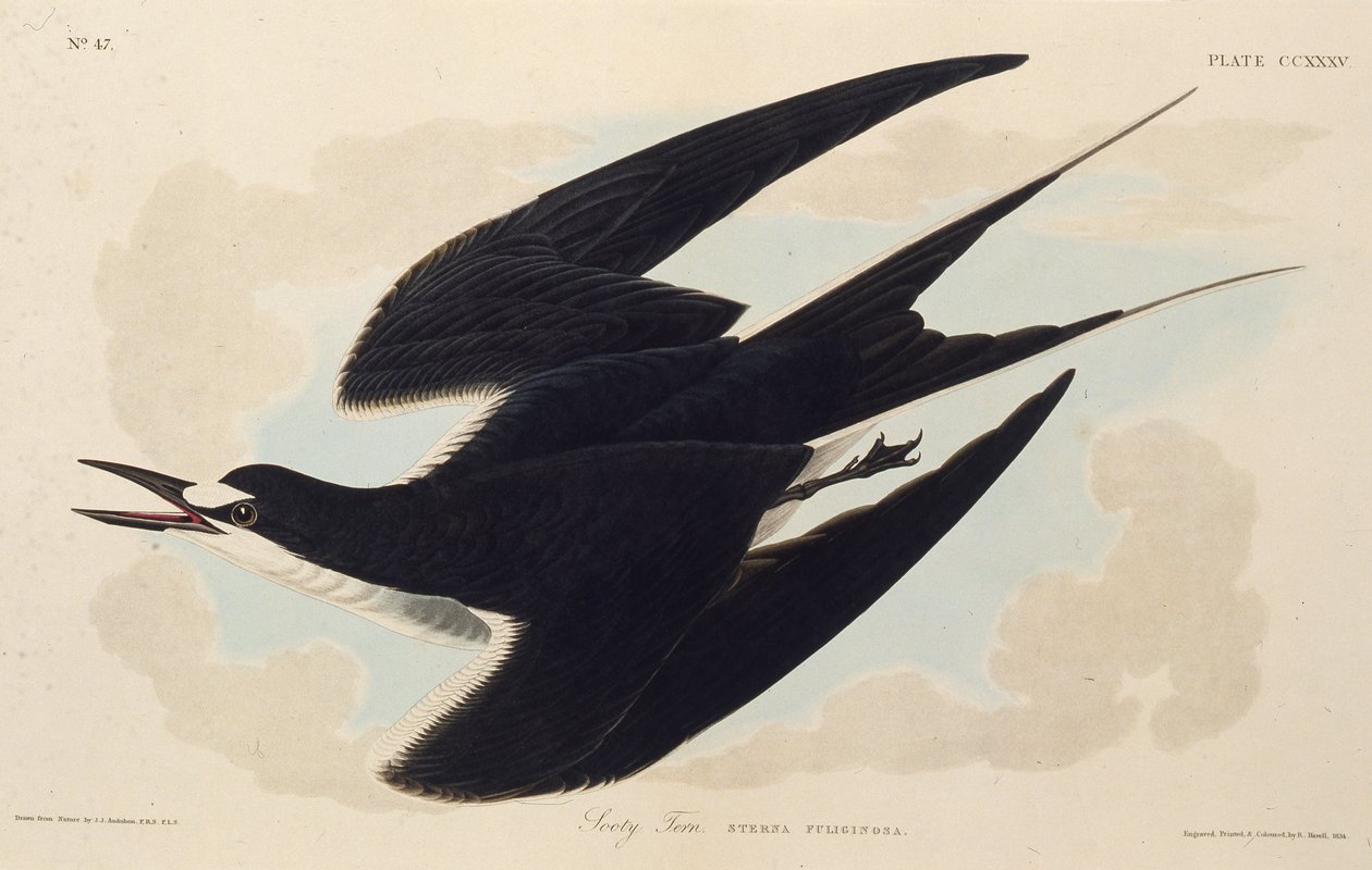 Den sotiga tärnan. Från The Birds of America, 1827-1838. av John James Audubon