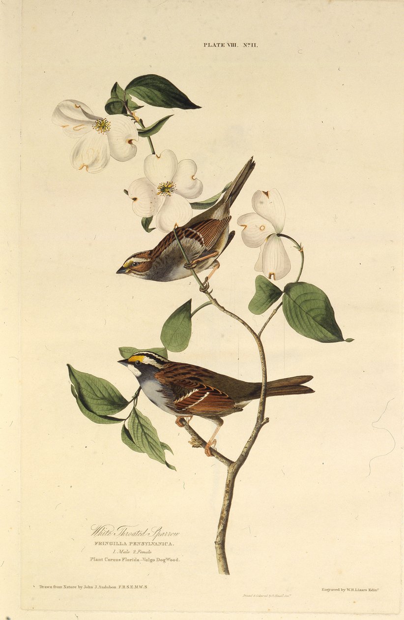 Vitstrupsparven. Från The Birds of America, 1827-1838. av John James Audubon