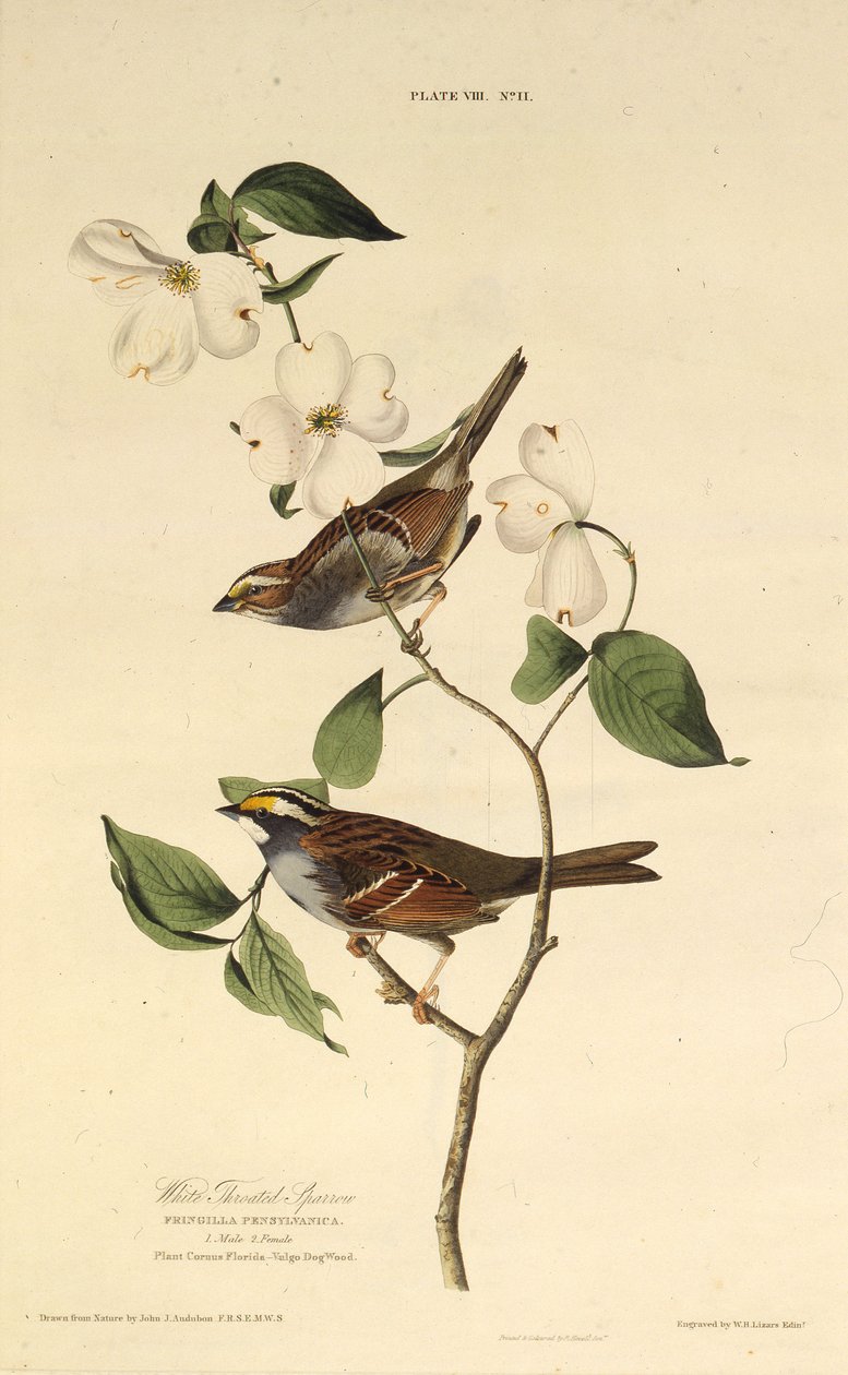 Vitstrupsparven. Från The Birds of America, 1827-1838. av John James Audubon
