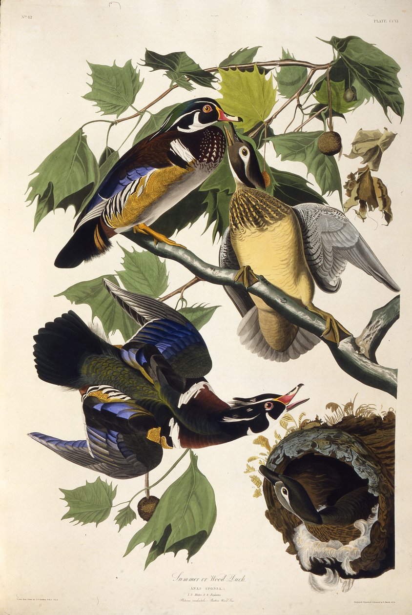 Vedankan. Från The Birds of America, 1827-1838. av John James Audubon