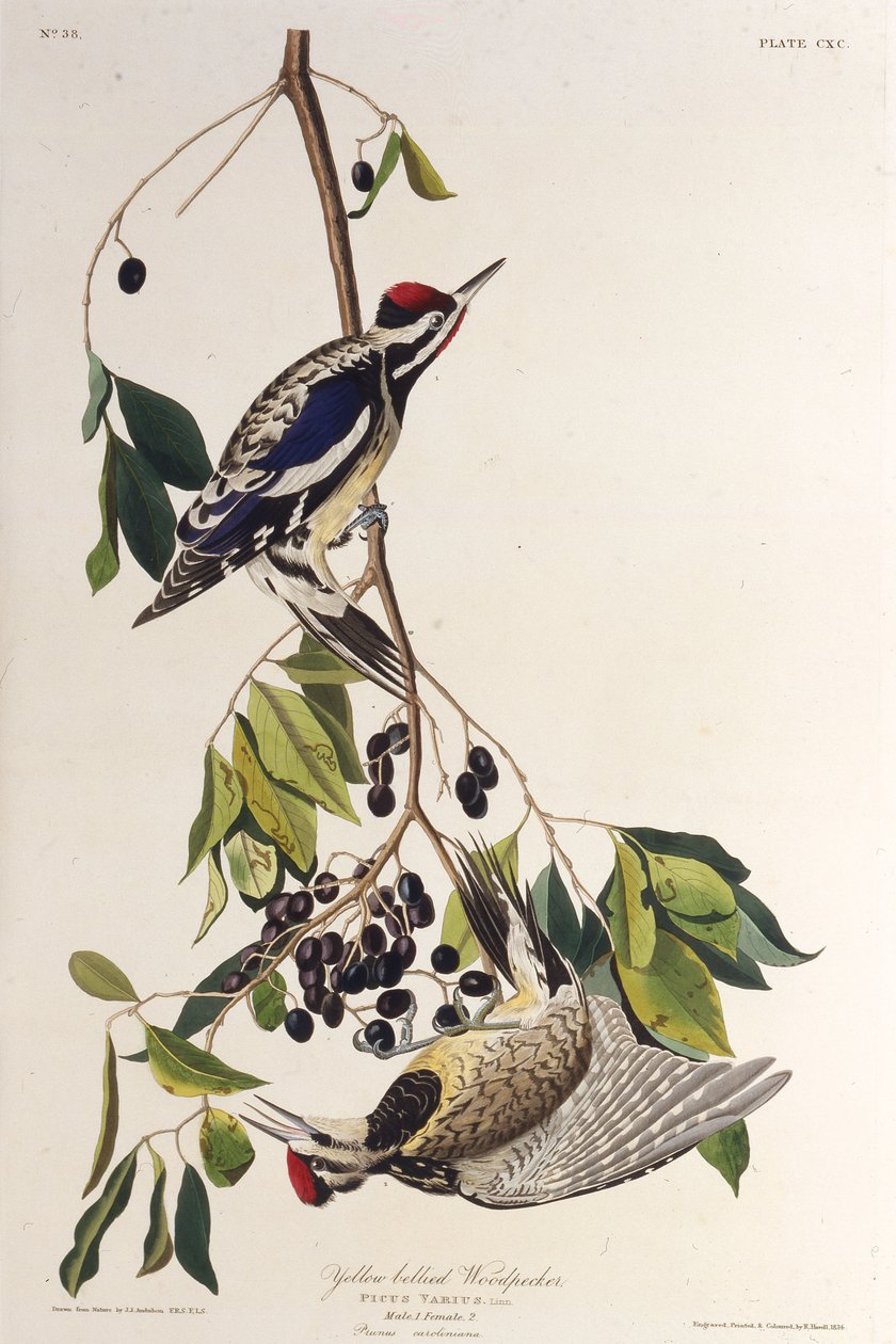 Den gulbukiga sapsuckaren. Från The Birds of America, 1827-1838. av John James Audubon