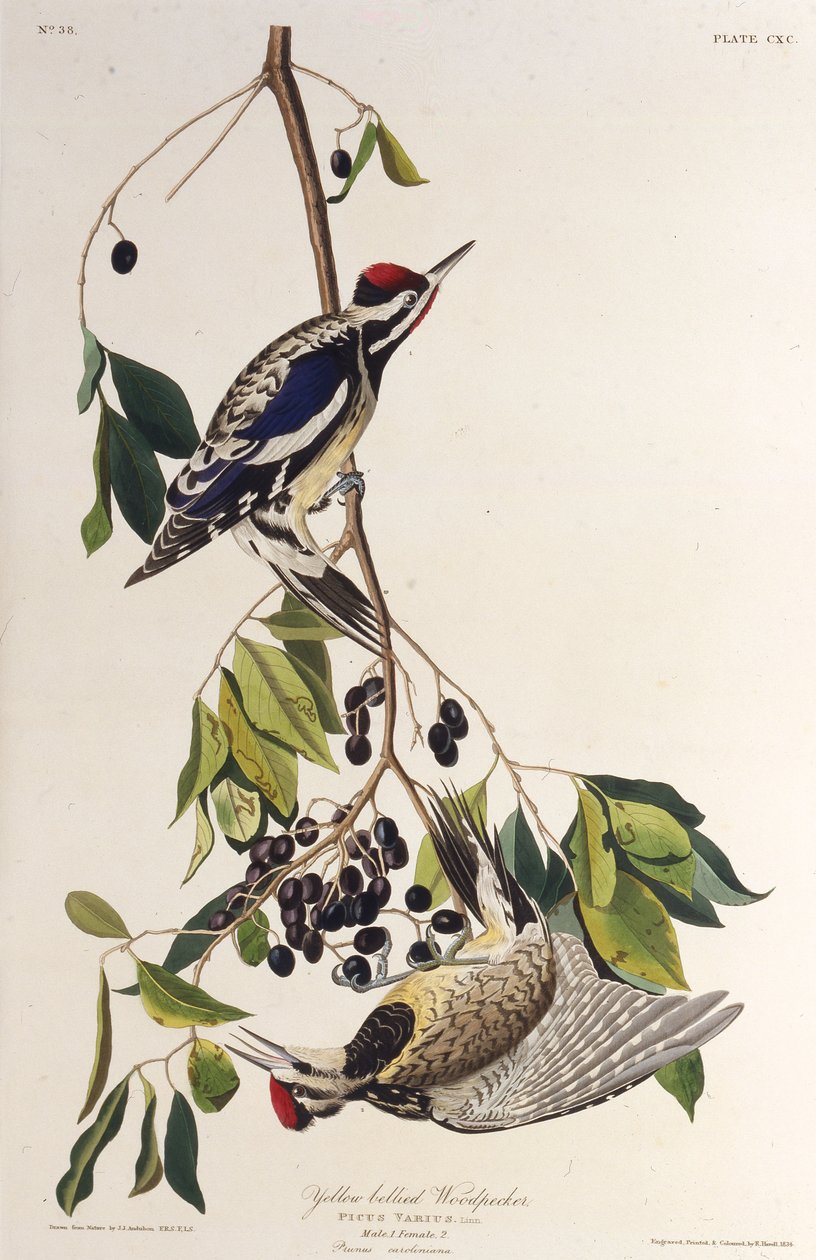 Den gulbukiga sapsuckaren. Från The Birds of America, 1827-1838. av John James Audubon