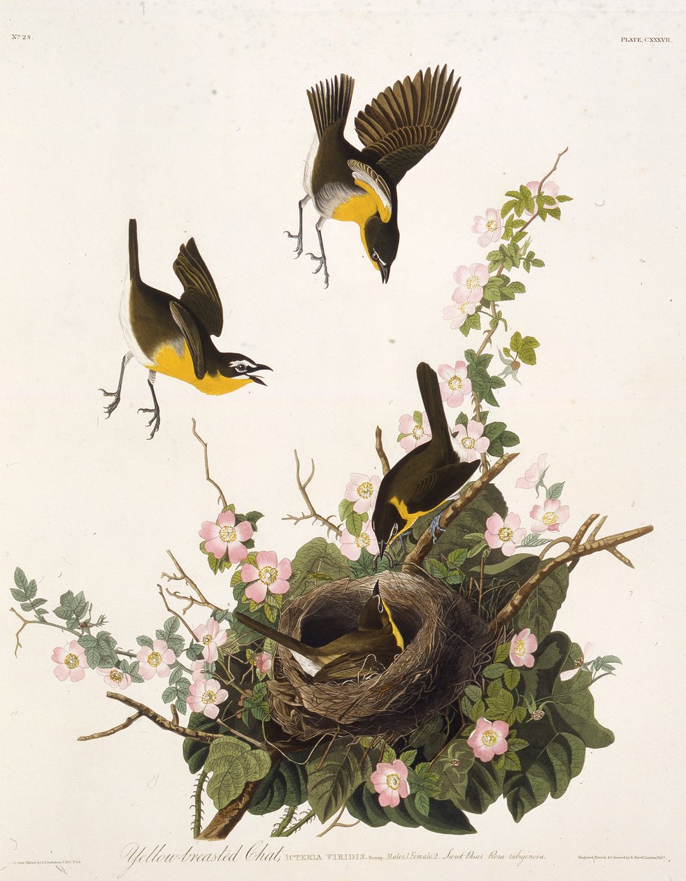 Den gulbröstade chatten. Från The Birds of America, 1827-1838. av John James Audubon