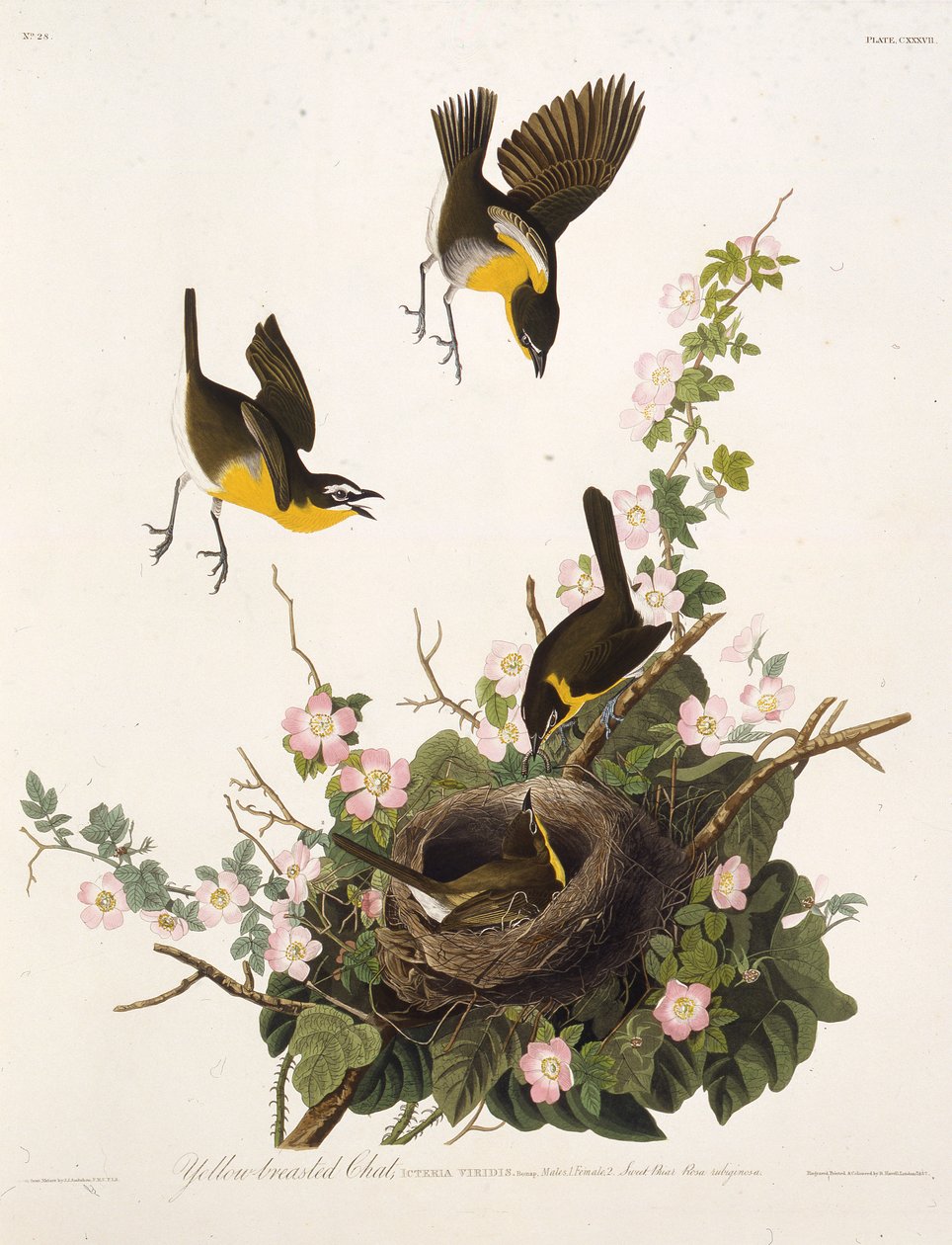 Den gulbröstade chatten. Från The Birds of America, 1827-1838. av John James Audubon