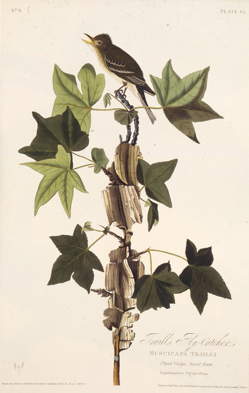Trails flugsnappare. Från The Birds of America, 1827-1838. av John James Audubon