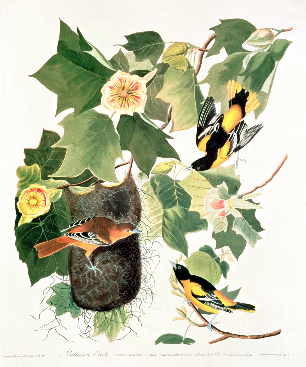 Tulpanträd: Liriodendron tulipifera, från "Birds of America" av John James Audubon