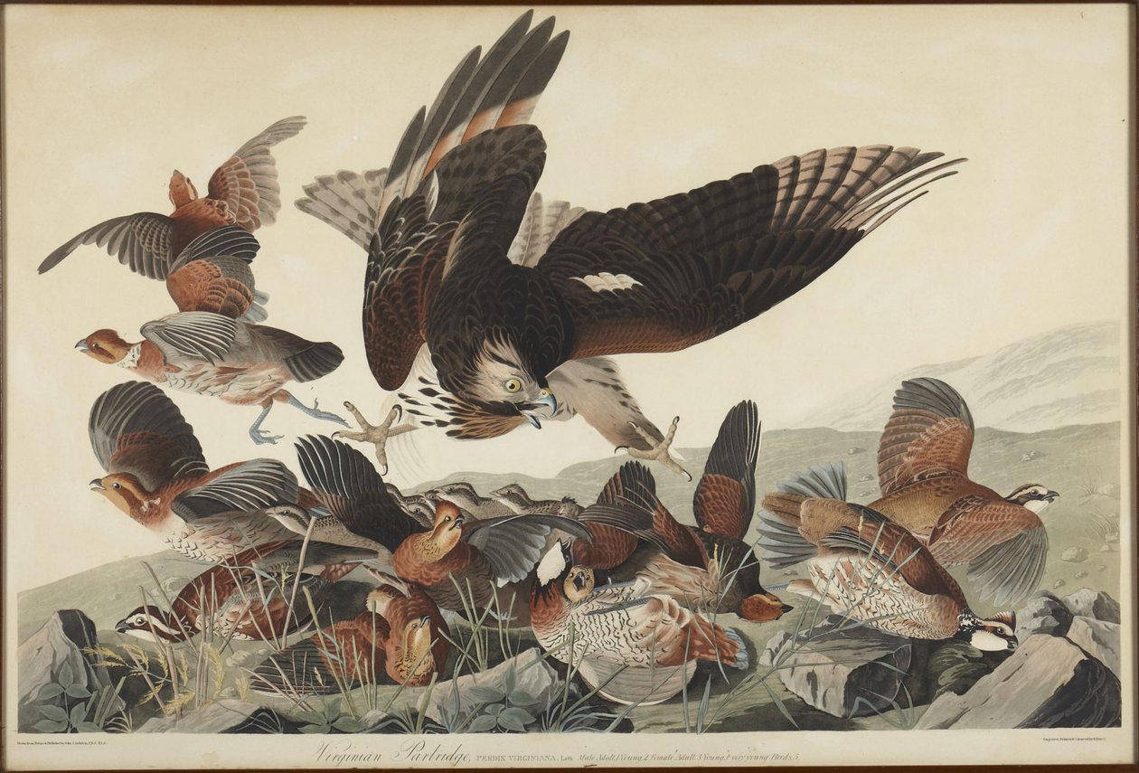 Virginianrapphöns av John James Audubon