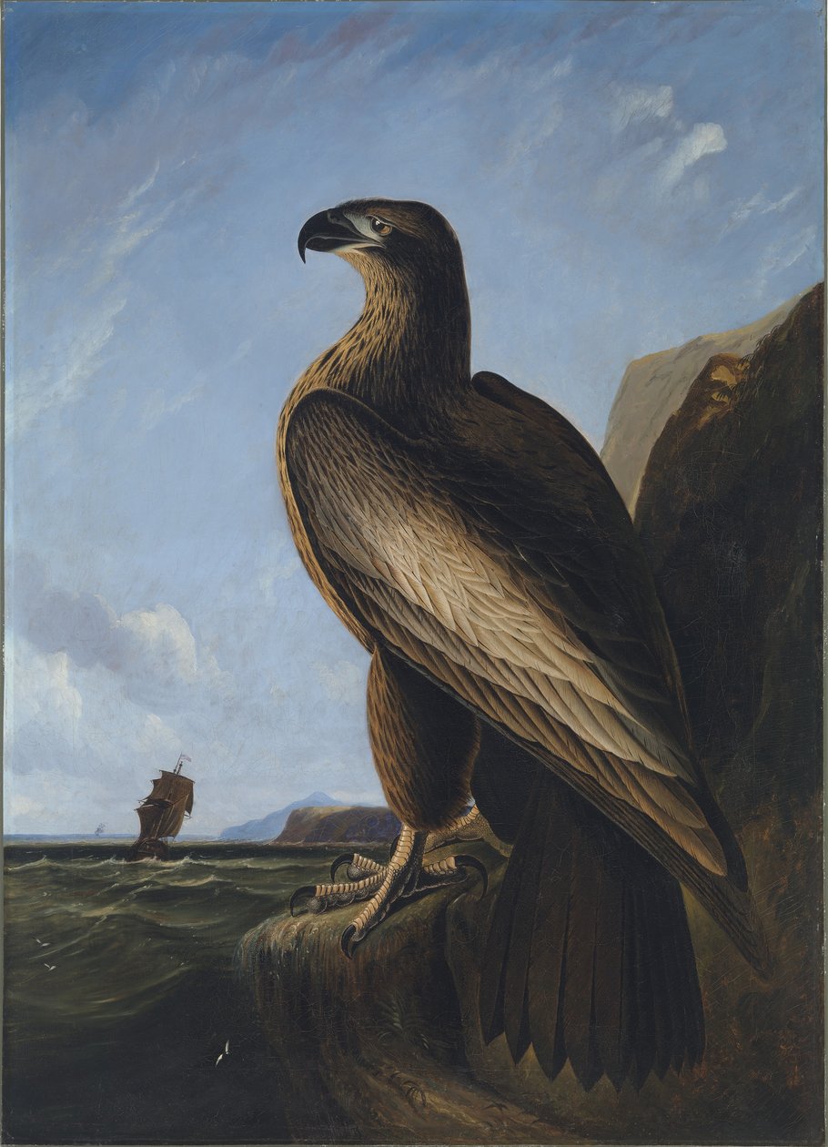 Washington Havsörn av John James Audubon