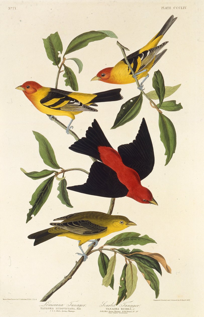 Västerländsk tanager. Scarlet tanager. Från The Birds of America, 1827-1838. av John James Audubon