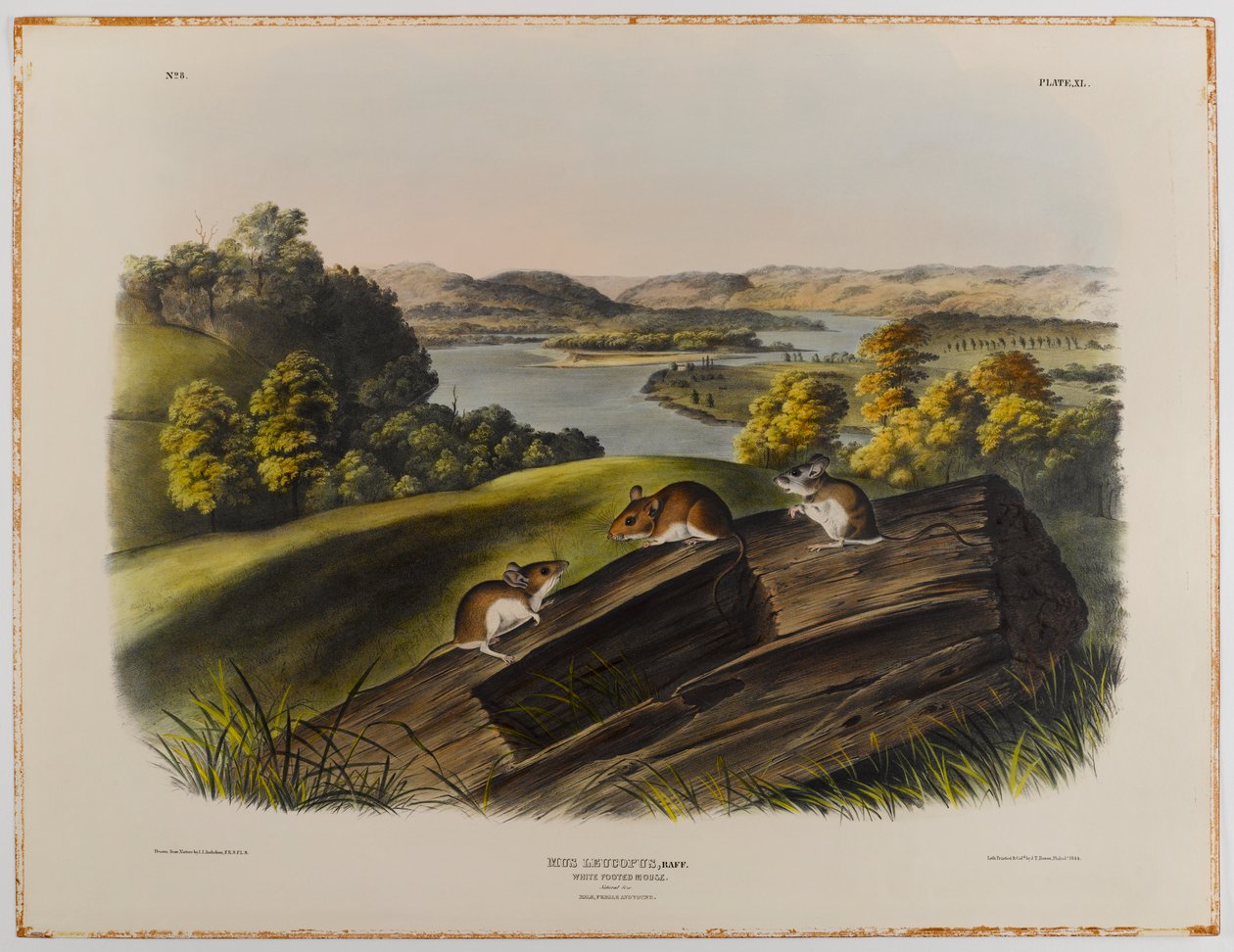 swed av John James Audubon