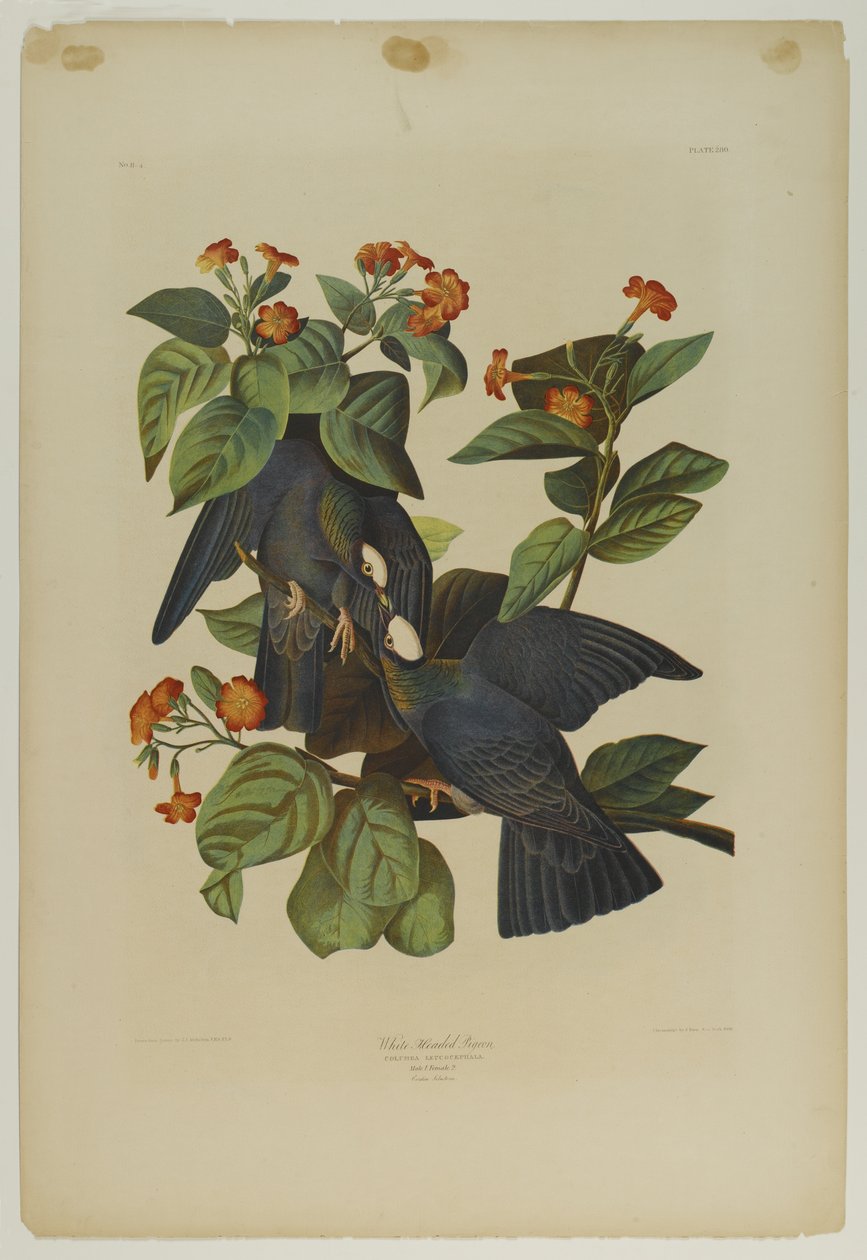 White-headed Pigeon, tryckt av Julien Bien och publicerad av Roe Lockwood & Son, 1861 (kromolitografi) av John James Audubon