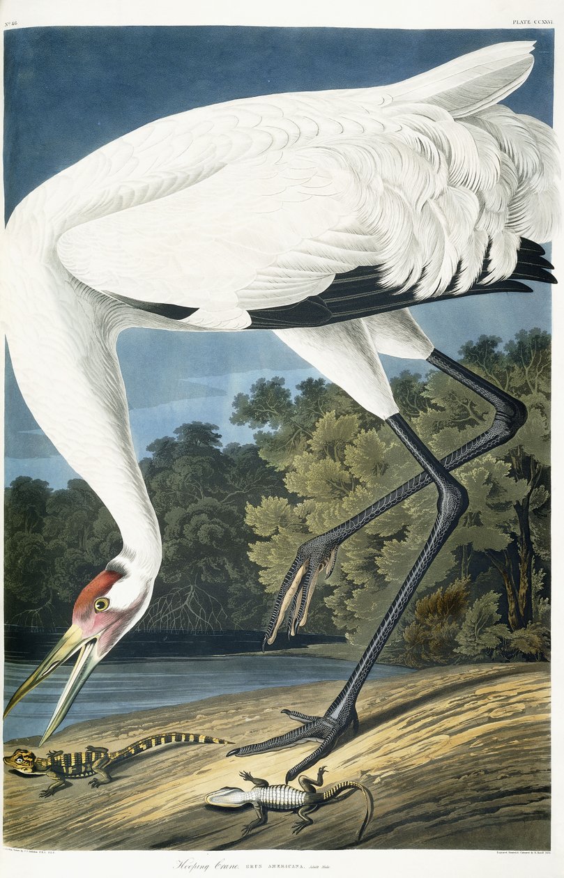 Kiktrana, vuxen man, 1834 av John James Audubon