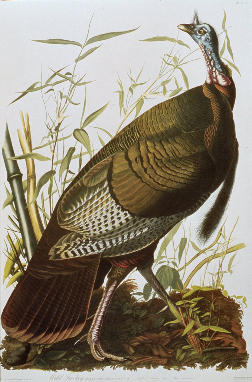 Wild Turkey, från "Birds of America", publicerad 1829 av John James Audubon