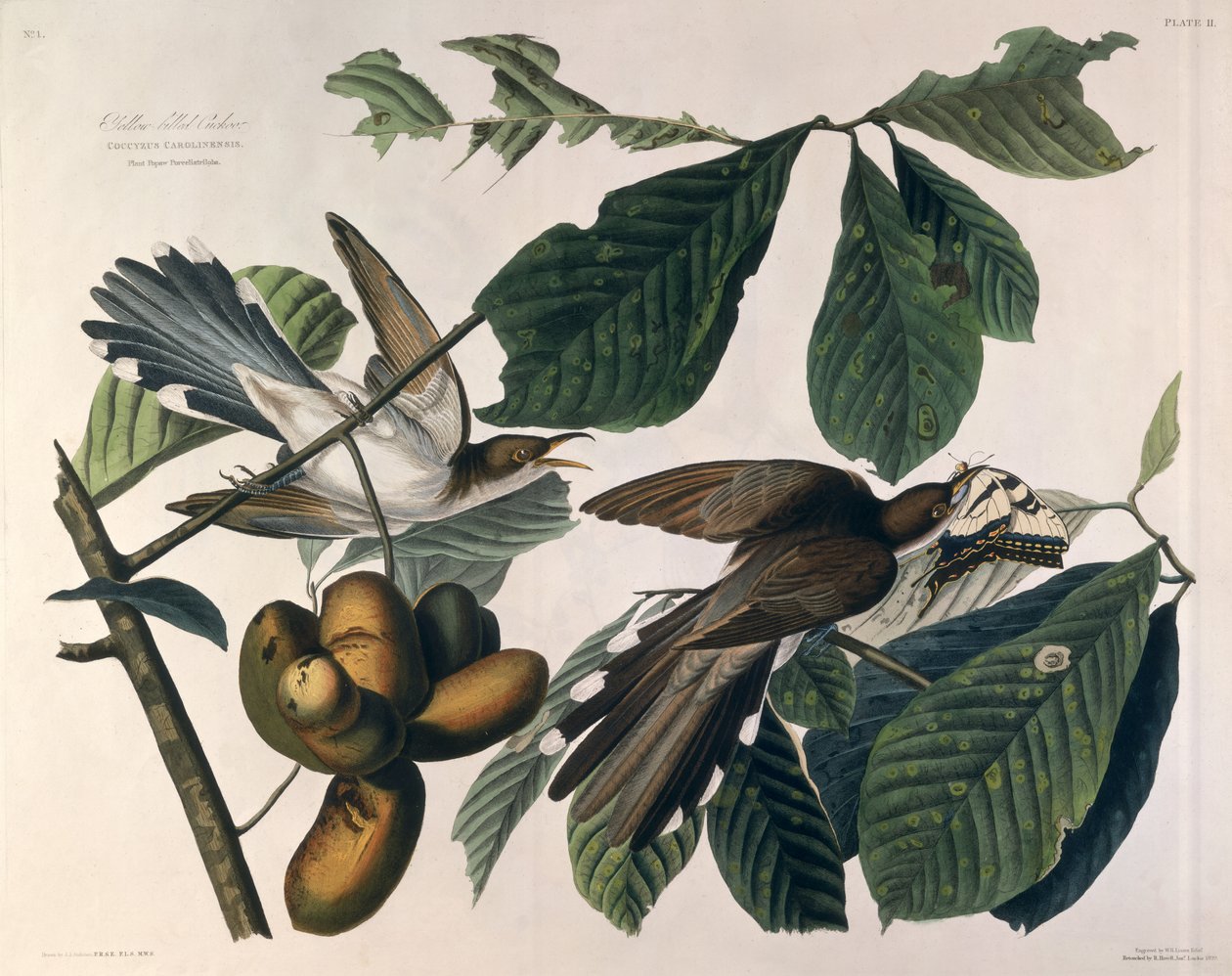 Gulnäbbad gök, från "Birds of America", graverad av William Home Lizars (1788-1859) och retuscherad av Robert Havell (1793-1878) 1829 av John James Audubon