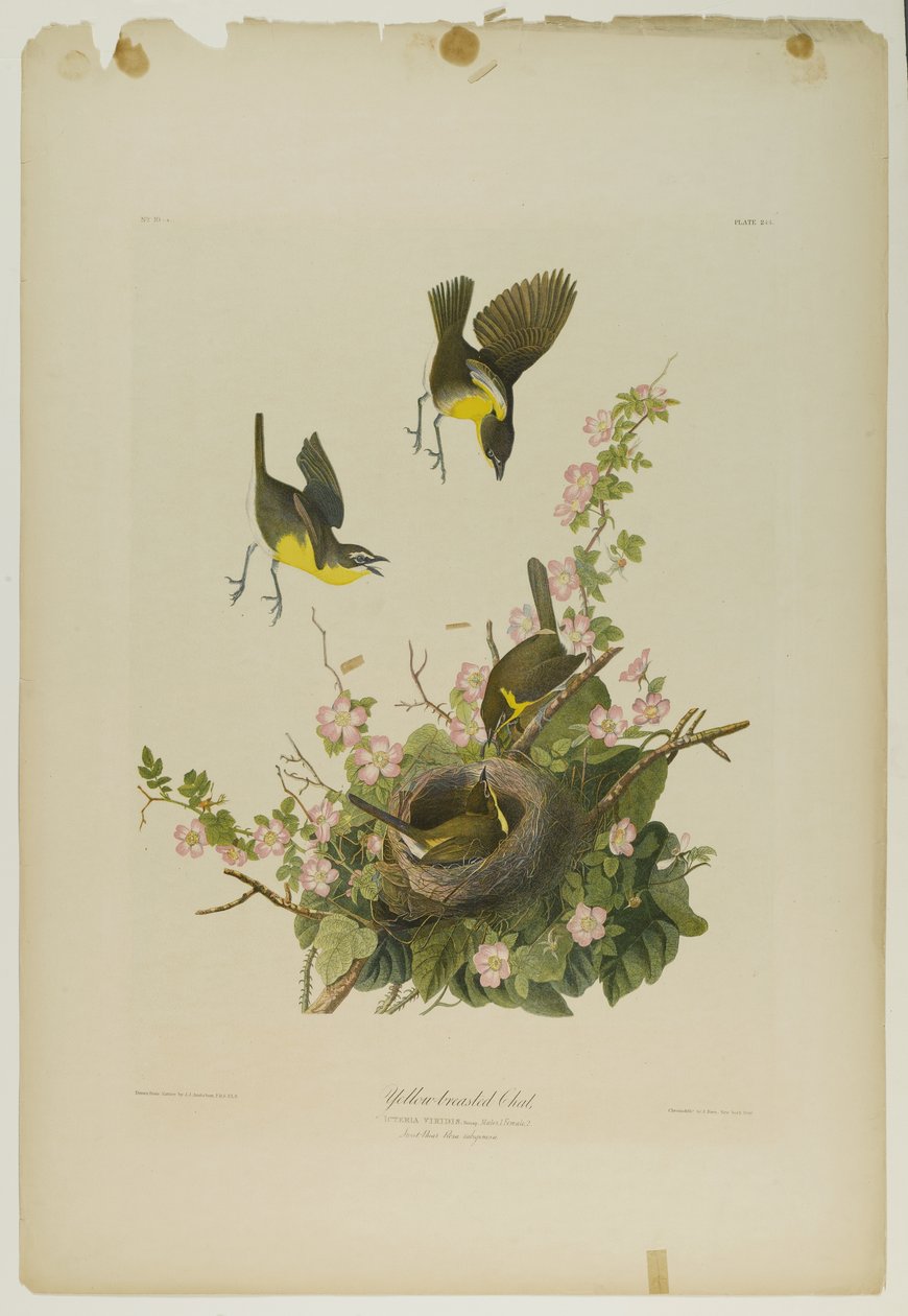 Yellow-breasted Chat, tryckt av Julien Bien och publicerad av Roe Lockwood & Son, 1861 (kromolitografi) av John James Audubon