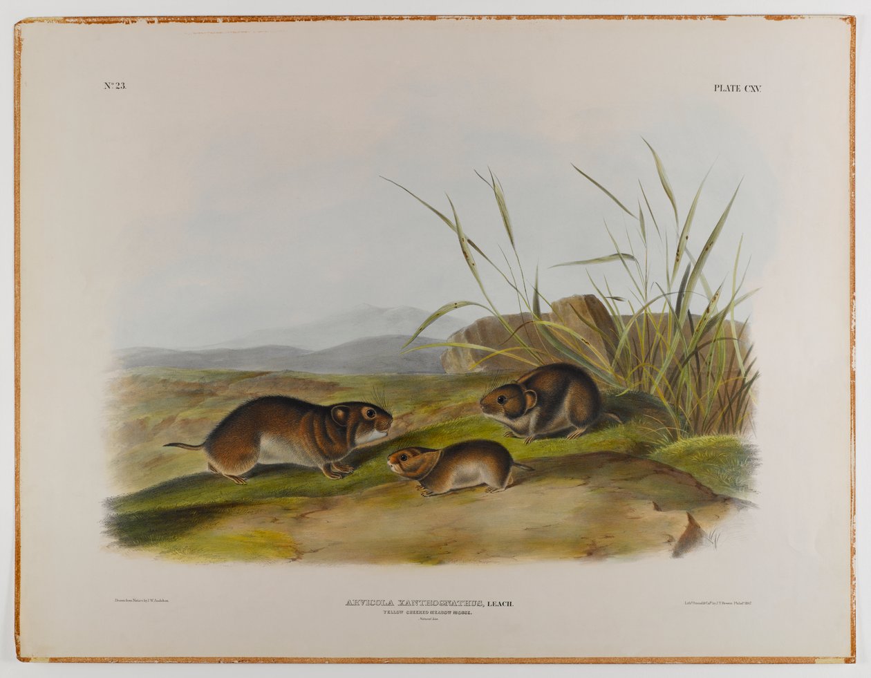 swed av John James Audubon