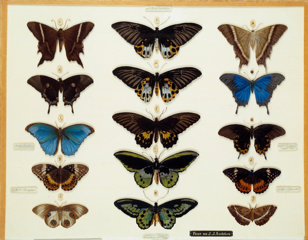 Zoologi: Plate of Butterflies Painted on Glass av John James Audubon (1780-1851) 1800-talssamling Brieux av John James Audubon