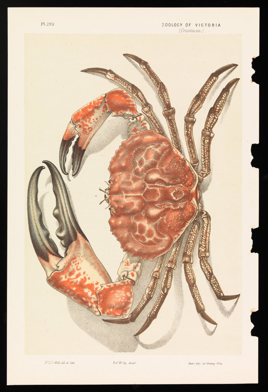 Tasmansk jättekrabba, Pseudocarcinus gigas av John James Wild