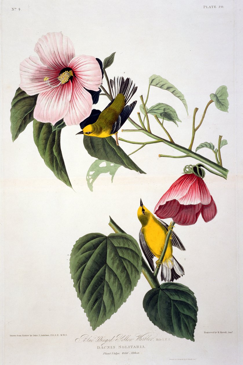 Blue Winged Yellow Warbler, från Birds of America, graverad av Robert Havell (1793-1878) av John James after Audubon