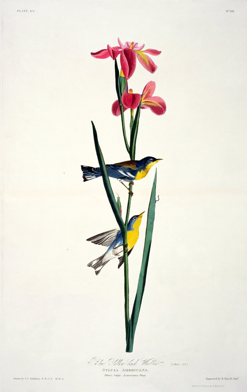 Blå gulryggsångare, från Birds of America, graverad av Robert Havell (1793-1878) av John James after Audubon