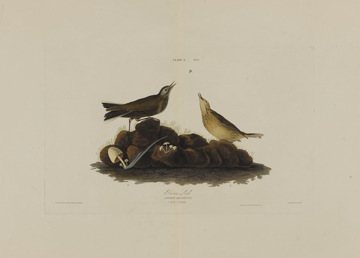 Brown Lark, från Birds of America, graverad av Robert Havell (1793-1878) av John James after Audubon