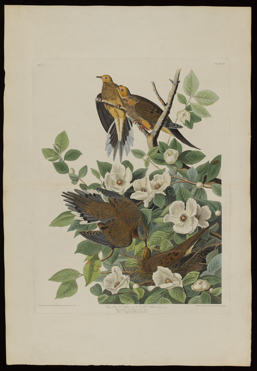 Carolina Pigeon eller Turtle Dove, från Birds of America, graverad av Robert Havell (1793-1878) av John James after Audubon
