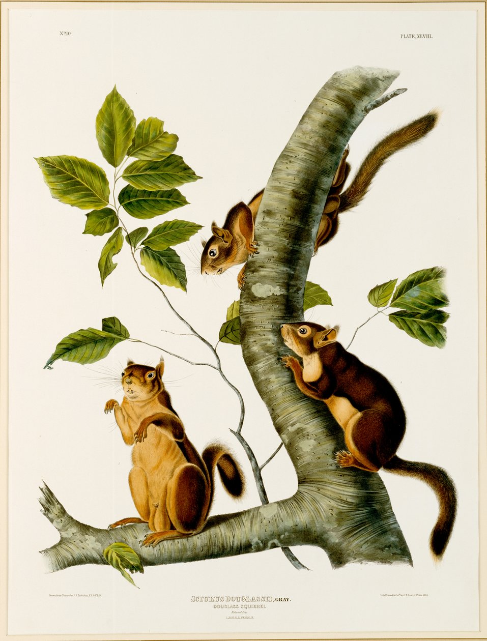 Douglas Squirrel, från folion The Viviparous Quadrupeds of North America, publicerad 1845, 1844 (se 129902 för original) av John James after Audubon
