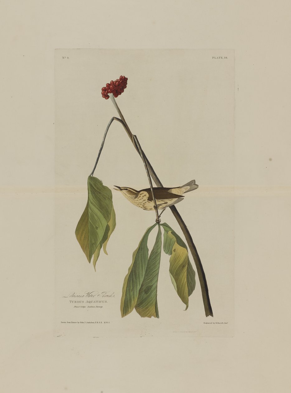 Louisiana Water Thrush, från Birds of America, graverad av Robert Havell (1793-1878) av John James after Audubon