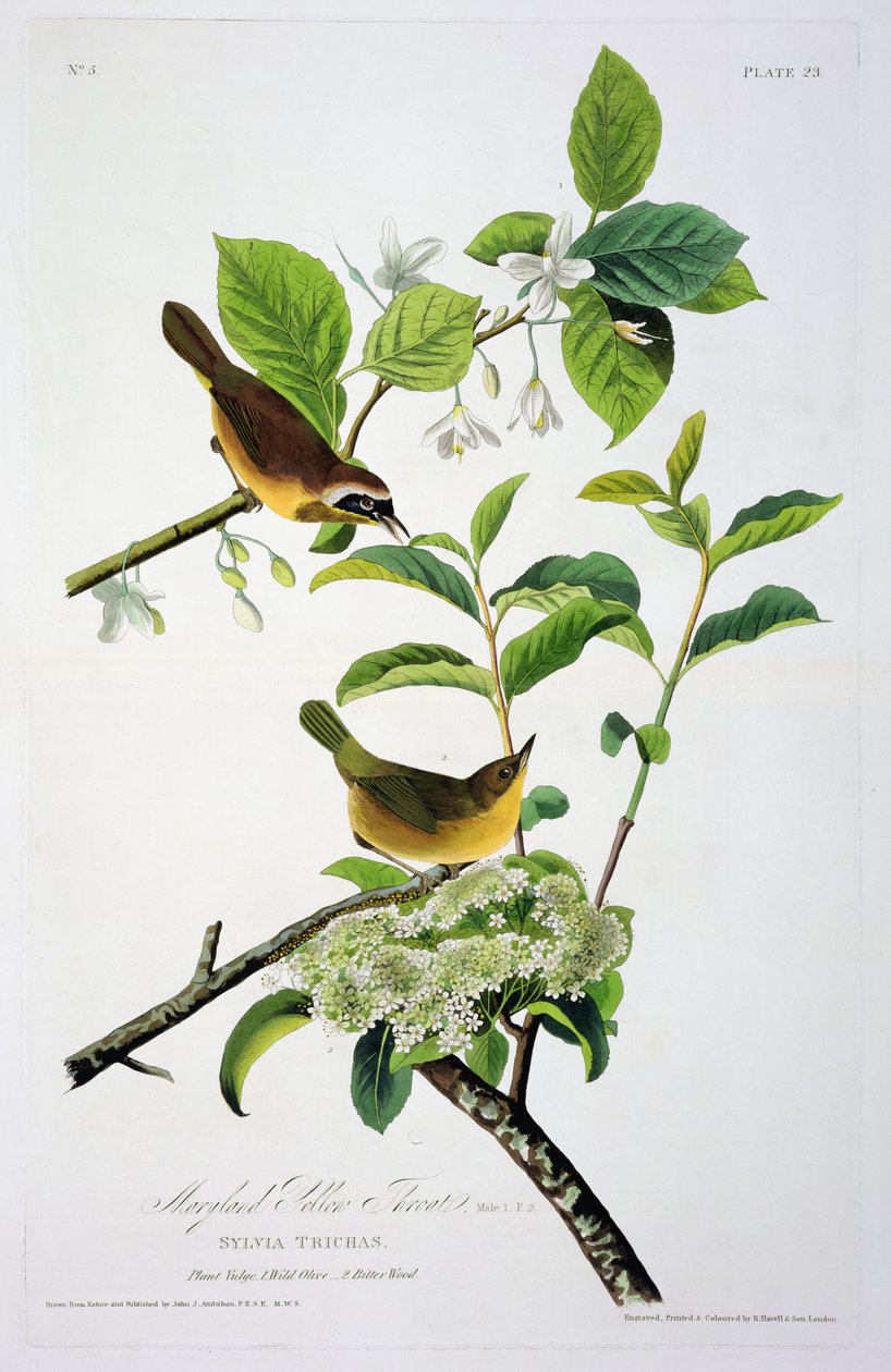 Maryland Yellow Throat, från Birds of America, graverad av Robert Havell (1793-1878) av John James after Audubon