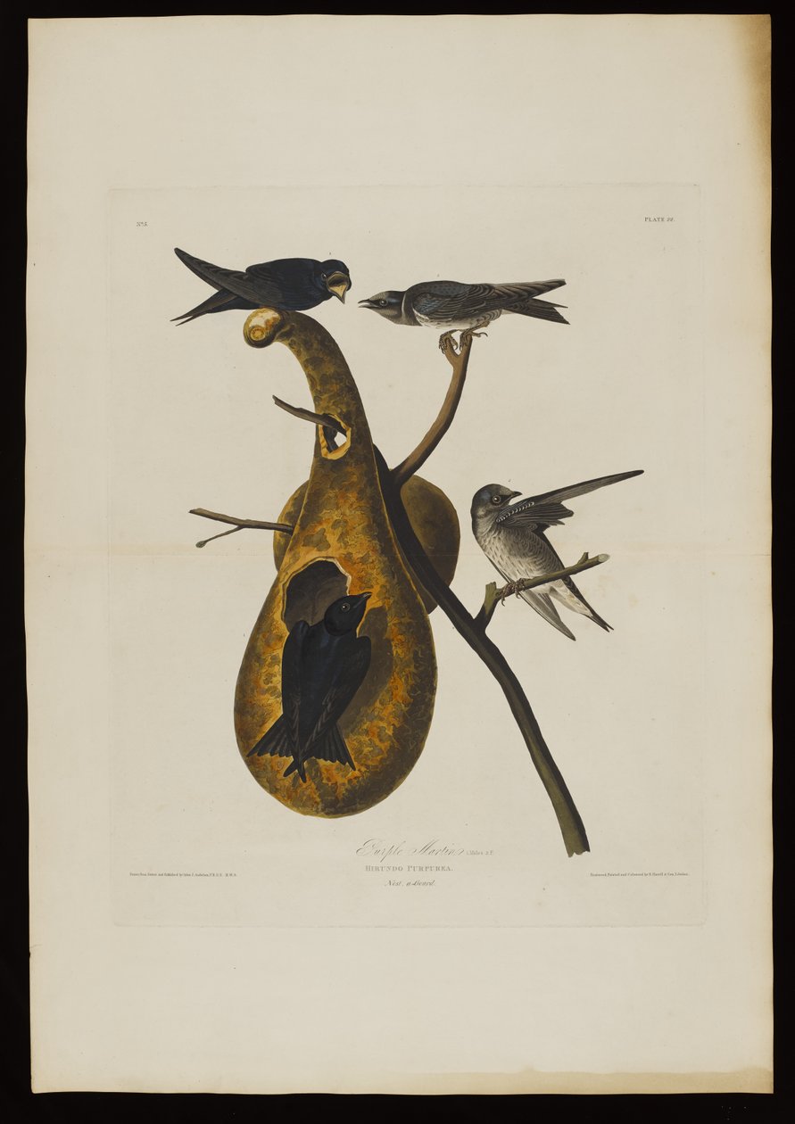 Purple Martin, från Birds of America, graverad av Robert Havell (1793-1878) av John James after Audubon